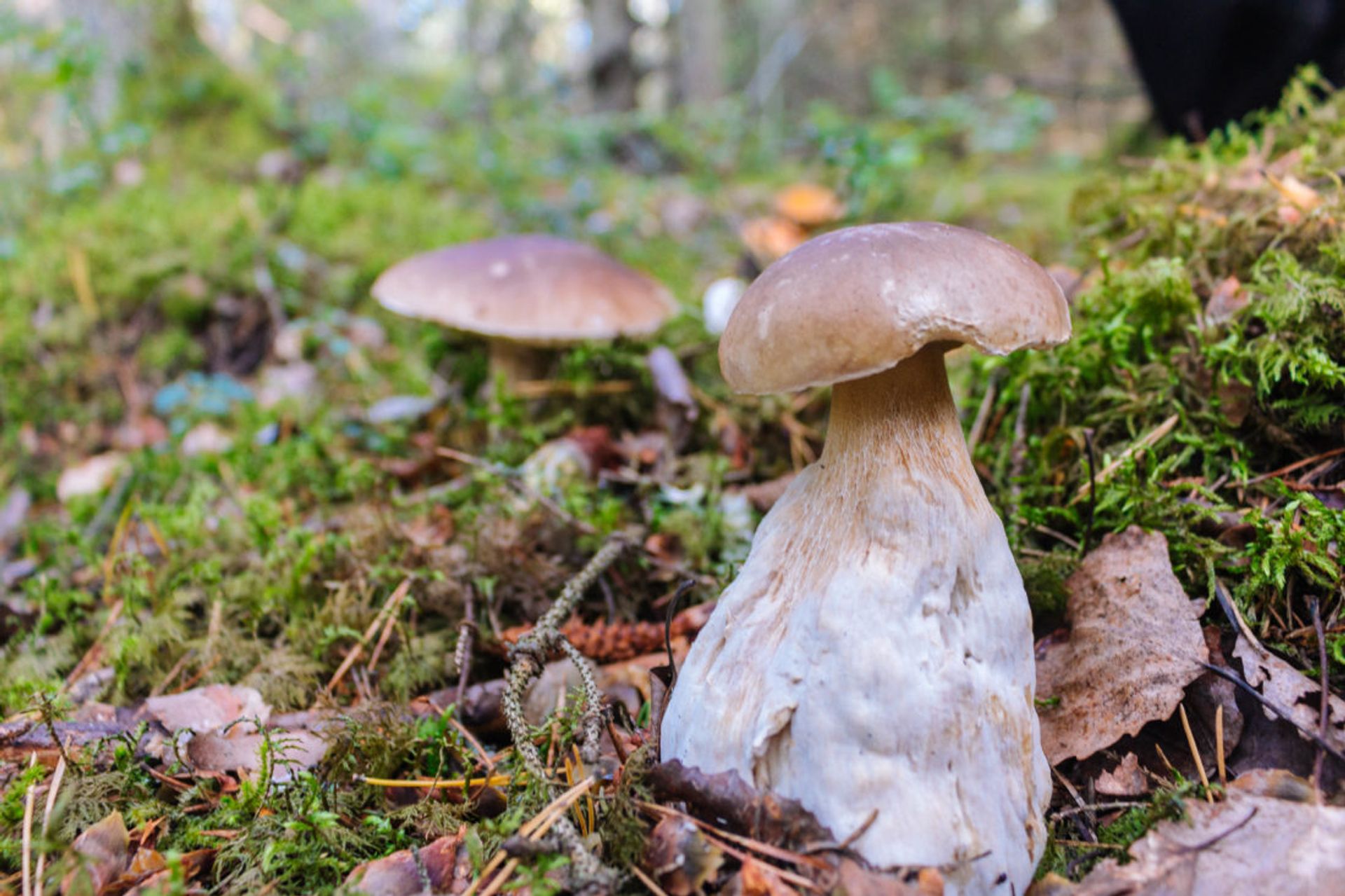 Gruppaktivitet i naturen
